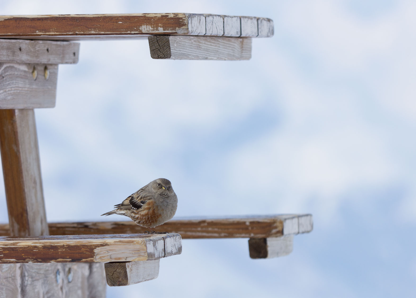 Alpine Accentor in Val Thorens, 22nd March 2018