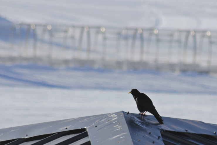 Alpine chough, Val Thorens