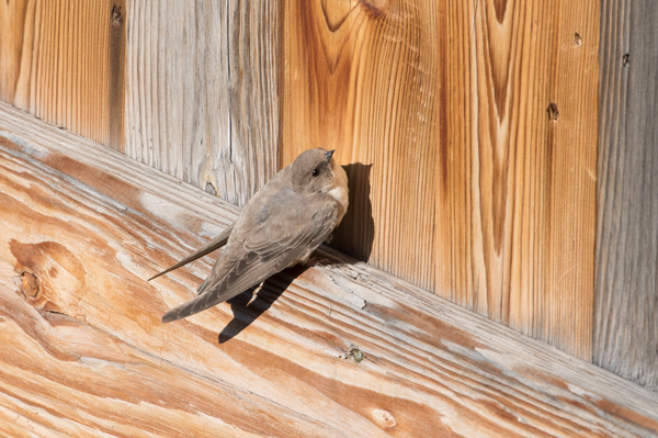 Crag martin, Saint-Martin-de-Belleville