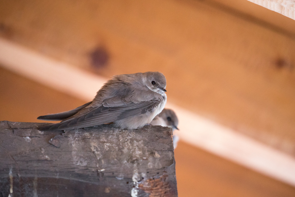 Crag martins perched on a beam
