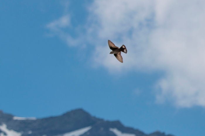 Crag martin in the French Alps