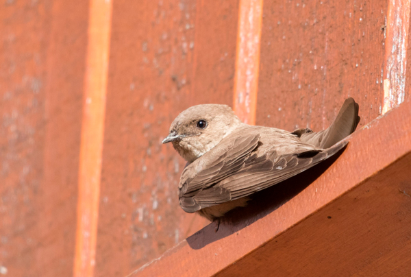 Crag martin resting