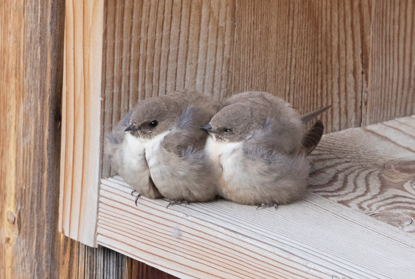 Pair of crag martins in Saint-Martin-de-Belleville