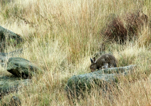 Mountain hare eating lichen off a rock