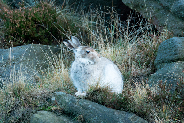Mountain hare