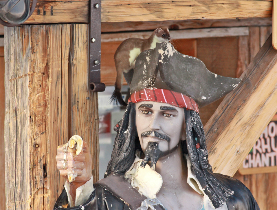 Stoat at Chalet des 2 Lacs, Val Thorens