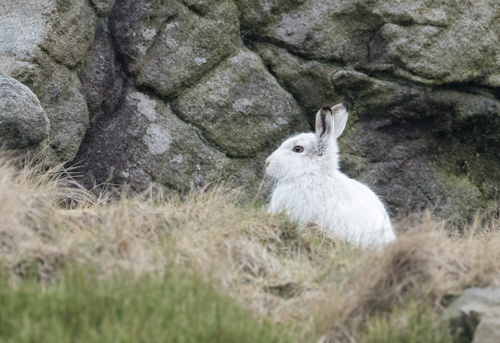 Mountain hare, Dove Stone