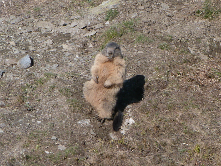 Marmotte in St Martin de Belleville
