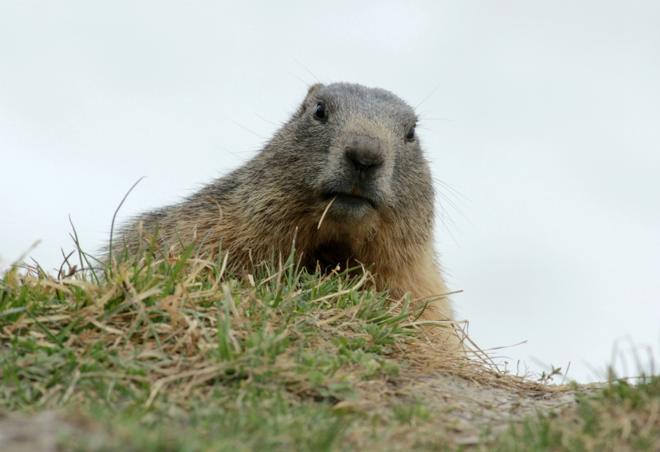 Marmotte on Plein Sud, Val Thorens