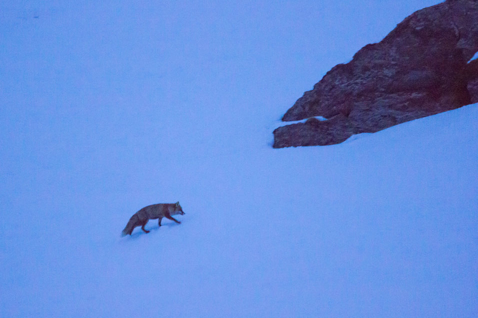 Fox near Montaulever, Val Thorens, 17th February 2018
