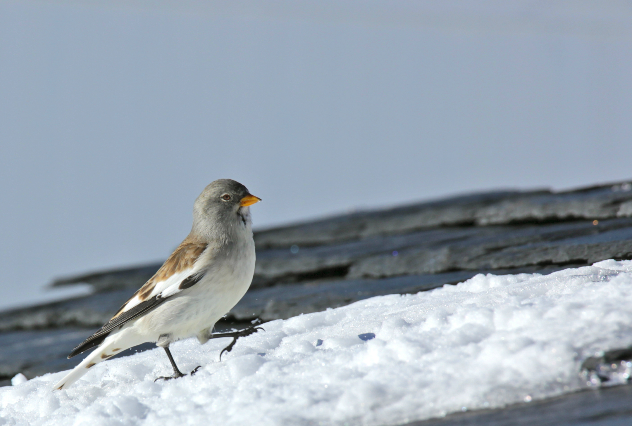 Snow finch, Mont de la Chambre