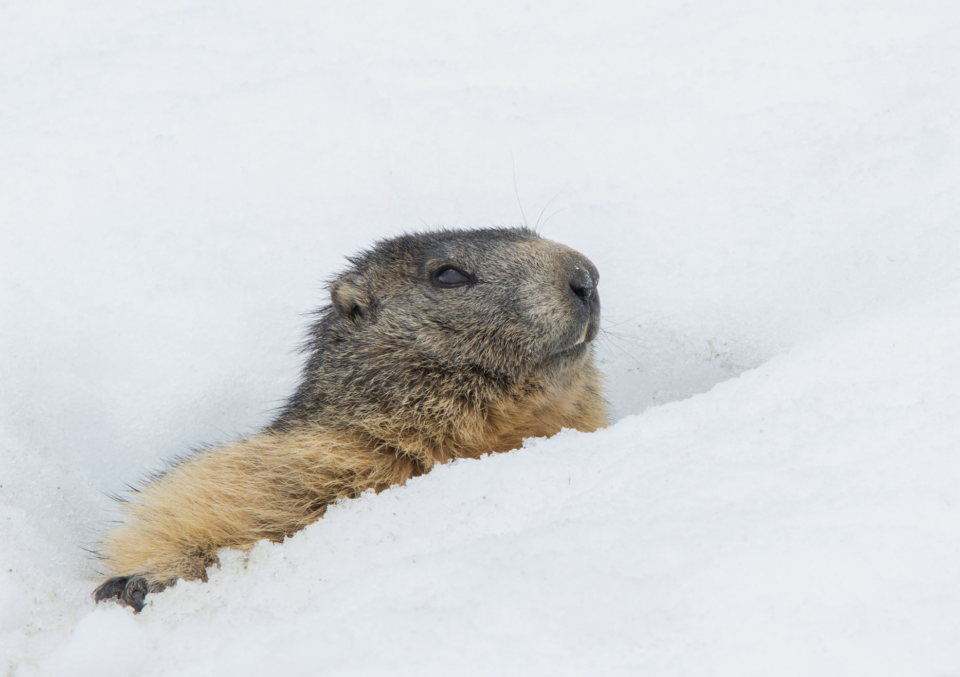 Marmot, Plein Sud 23rd April 2018