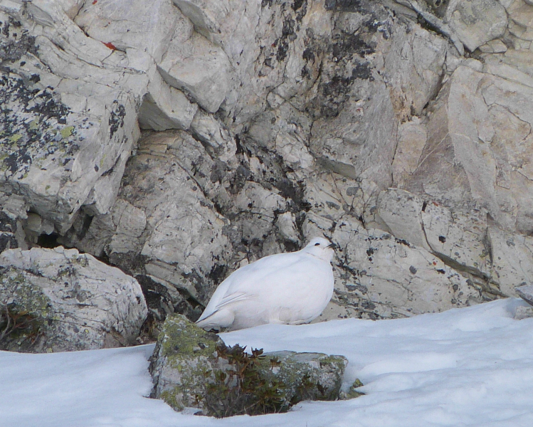 Ptarmigan