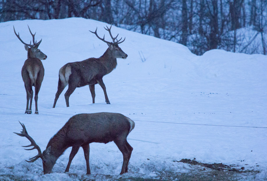 Red deer stags at Villarenger, 28th February 2018