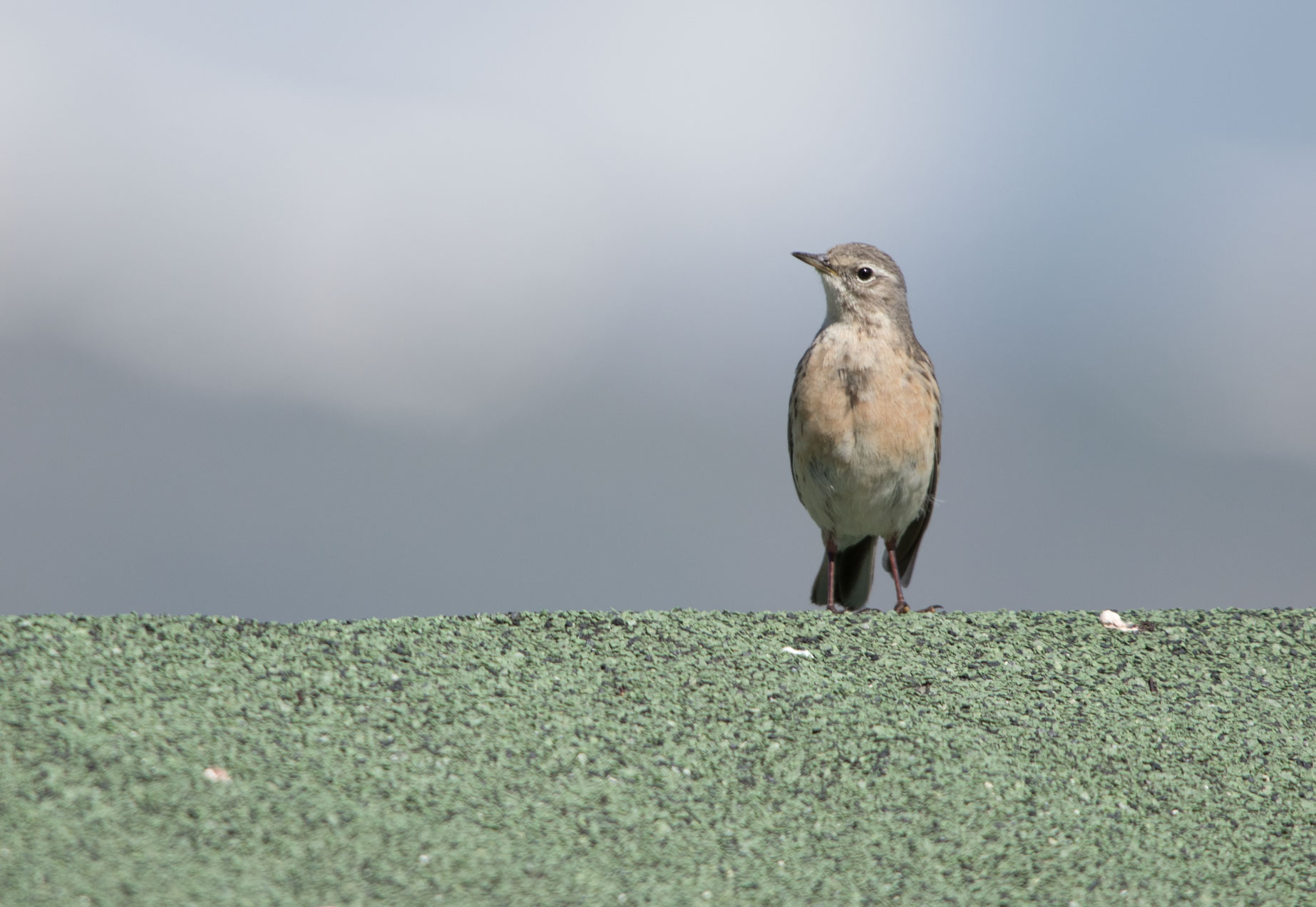 Water pipit